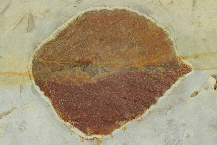 Fossil Leaf (Beringiaphyllum) - Montana #115204